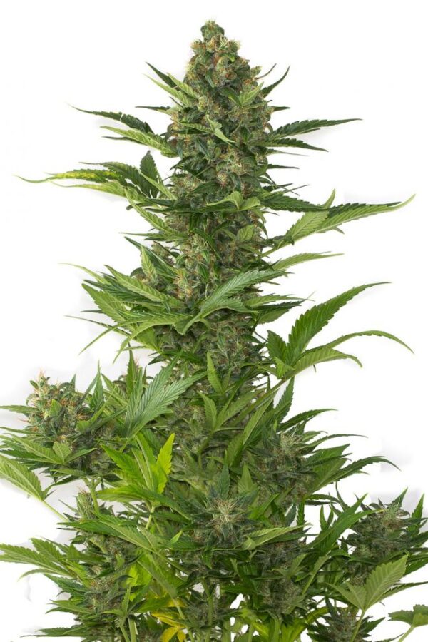 STRAIN MACHINE ROOTS AUTO AMNESIA XL(X4) - Imagen 2