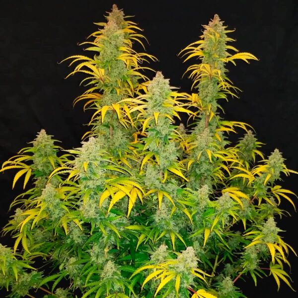 STRAIN MACHINE ROOTS AUTO BLUE DREAM(x4) - Imagen 2