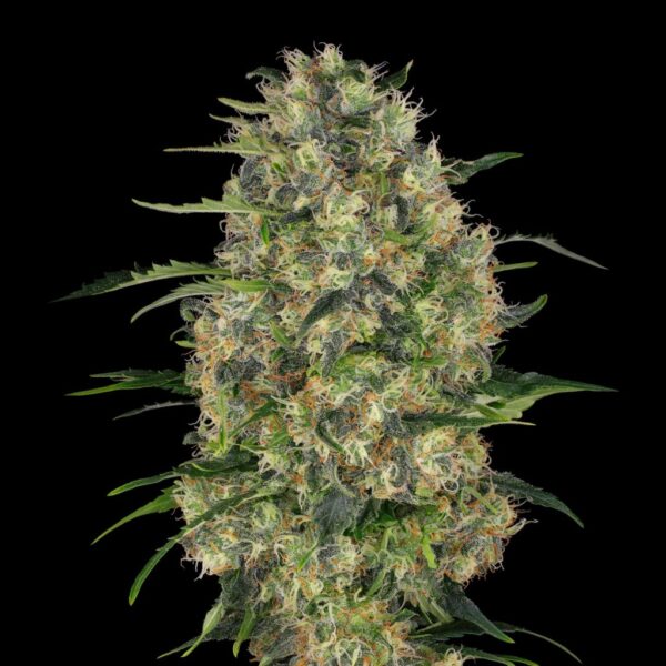 STRAIN MACHINE BC BLACK DOMINA X BLACK DOMINA(X3) - Imagen 2