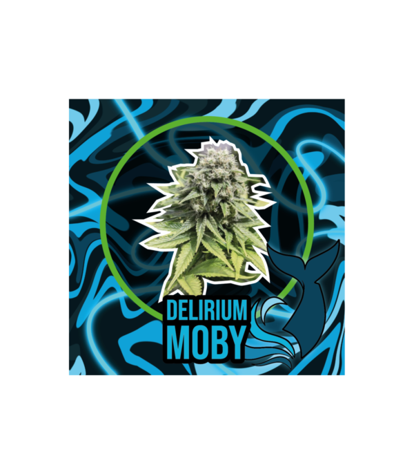 DELIRIUM SEEDS "DLR MOBY XL" 2UDS FASTVERSION - Imagen 2