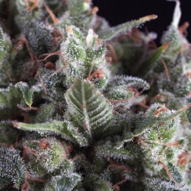 AUTO OLYMPIA X 3+1-PYRAMID SEEDS
