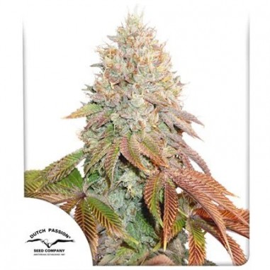 BANANA BLAZE AUTO X1-DUTCH PASSION