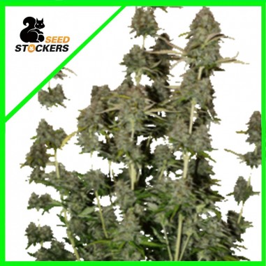 BCN POWER PLANT AUTO X3-SEEDSTOCKERS
