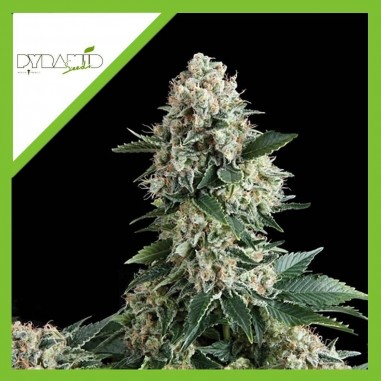 NEW YORK CITY AUTO X3+1-PYRAMID SEEDS