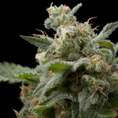 SUPER HASH FEM X5+2-PYRAMID SEEDS